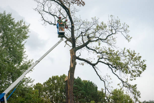Best Stump Grinding and Removal  in Princeton, IL